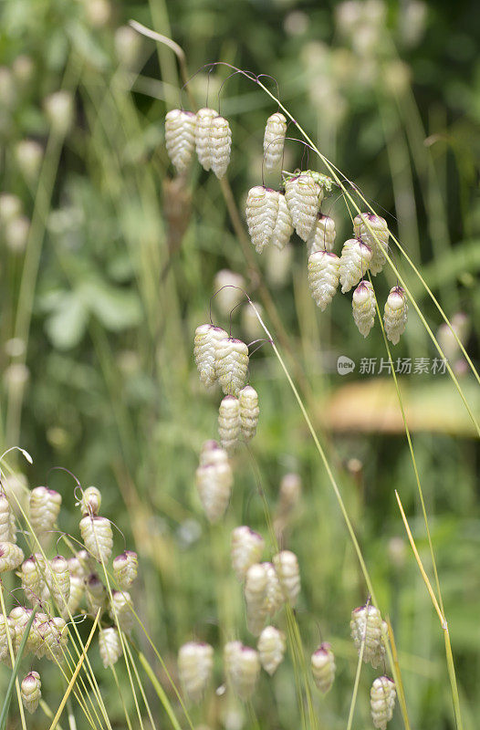 惊动的小草(Briza maxima)